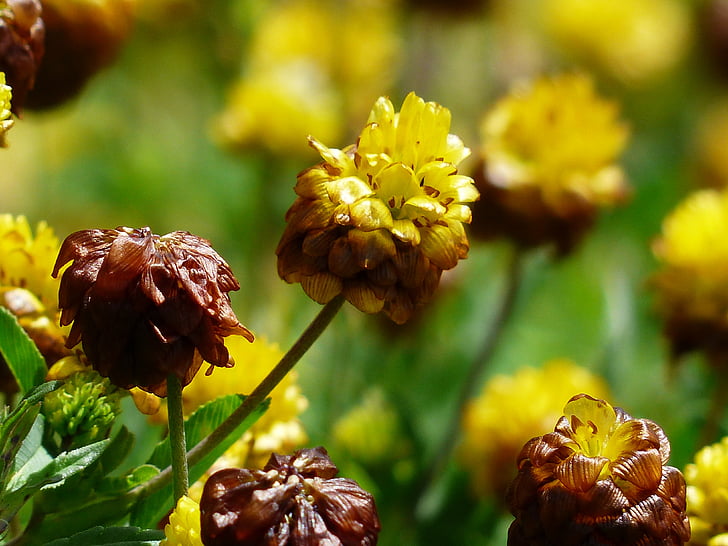 ăn mặc nâu, Hoa, màu vàng, màu nâu, Alpine ăn nâu, Trifolium badium, Alpine Hoa