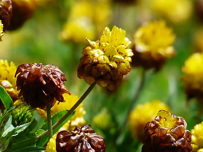 vestido marrom, flores, amarelo, marrom, vestido marrom alpino, Trifolium badium, flor alpina