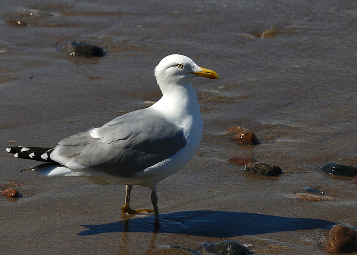 Seagull, Östersjön, fågel, kusten, vit, Warnemünde