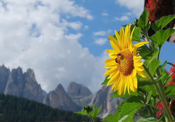 sunflower, alps, dolomites, sky, clouds, mountains