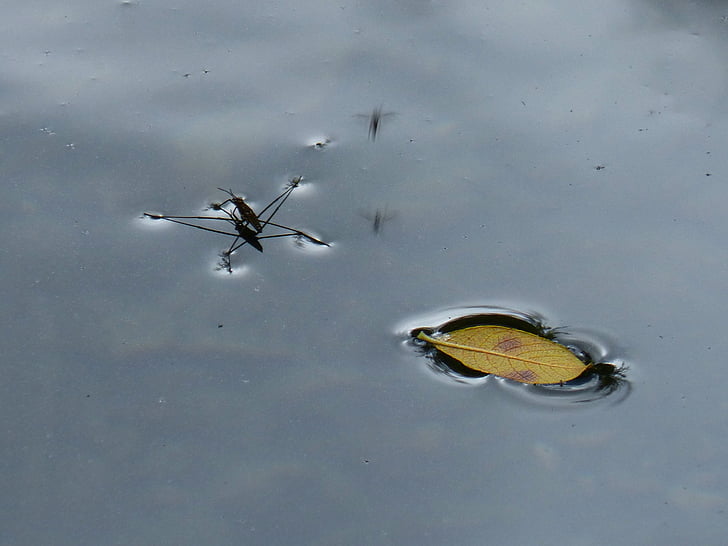 insect, water, float, leaf, surface, autumn leaves, gerris