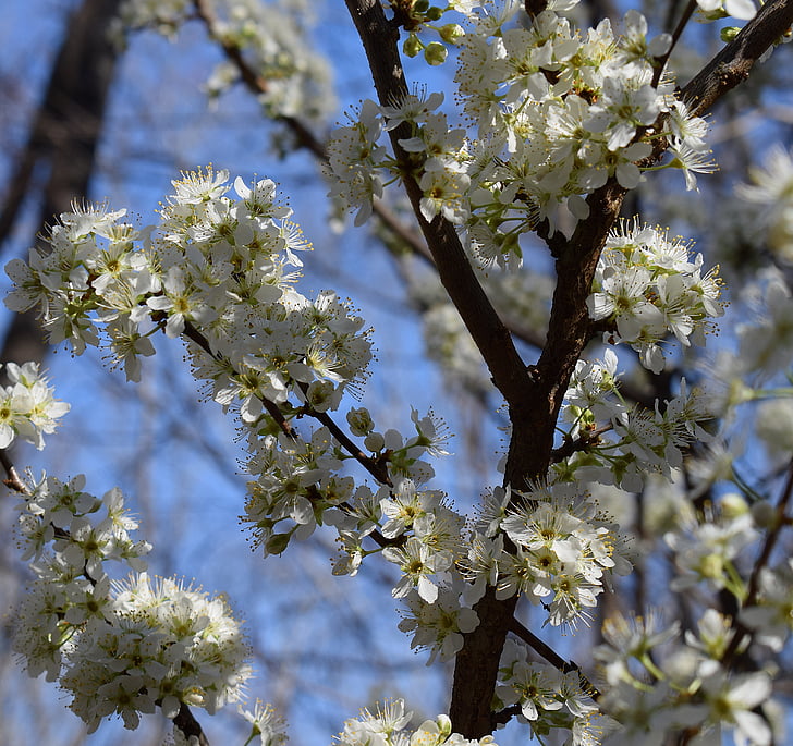 kirsikankukkia, kirsikkapuu, Blossom, Bloom, kukka, puu, kirsikka