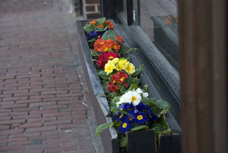 Boston tavaszi, Charles st, virágok, virág