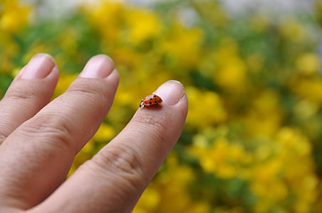 coccinelle, jaune, main, homme, unsect, nature, countyrside