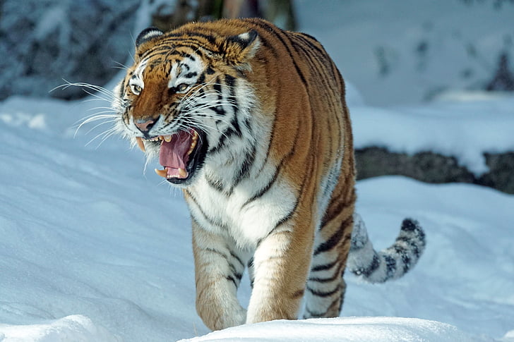 Tigre, amurtiger, predador, gato, carnívoros, perigoso, Siberian