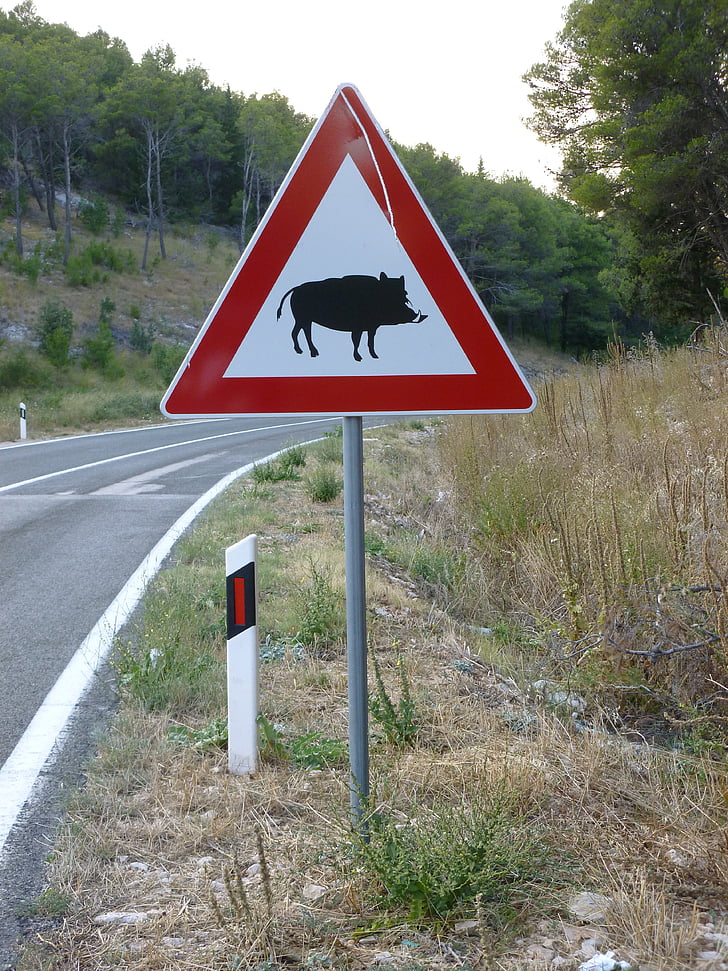 street sign, wild boar, road