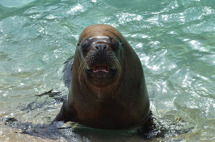 sea lion, walrus, marine, zoo, aquatic, fun, one animal