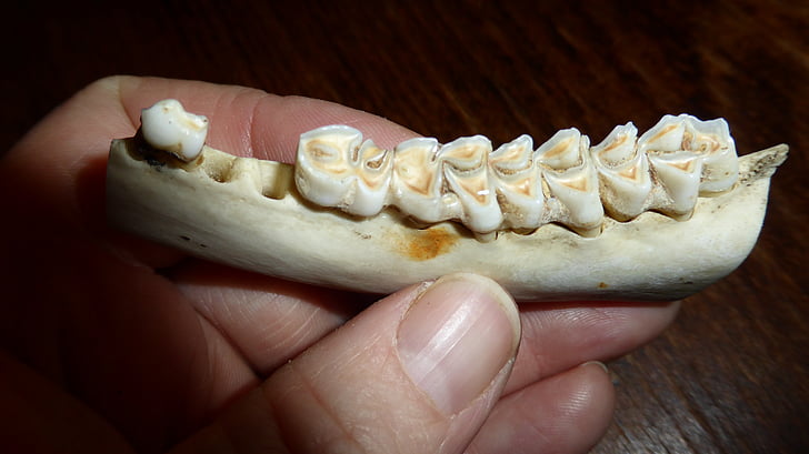 zobi, zobu, zobu kariesu, kauls, skelets, dzīvnieku pasaule, priede