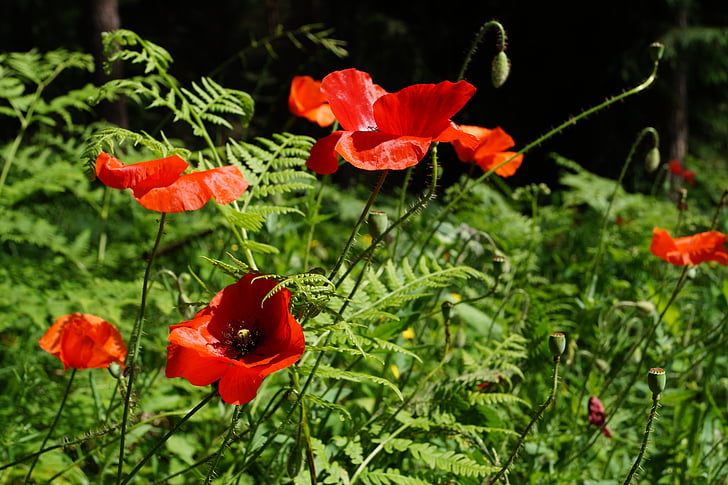 amapola, flor de amapola, Amapola Roja, Klatschmohn, flor, floración, mohngewaechs