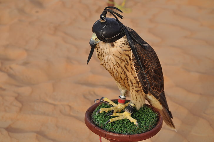 dubai, falcon, desert, bird, animal, nature, wildlife