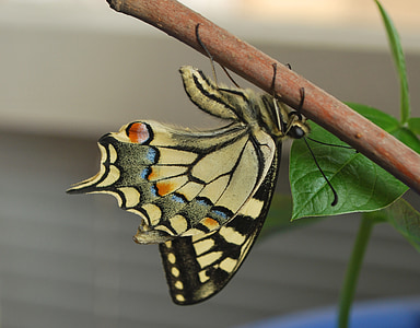 papillon machaon, grande, coloré, bois, bâton, bleu, jaune