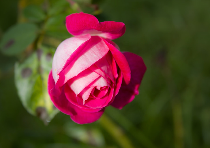 okvětní lístky, podzim, Rosa