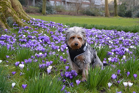 chien, hybride, fleur, Meadow, animal, petit chien, animal de compagnie
