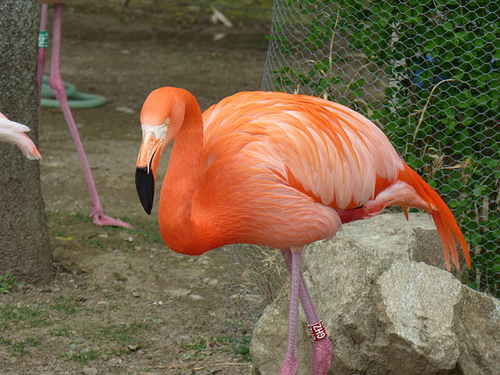 o maior flamingo, natureza, o jardim zoológico, animais