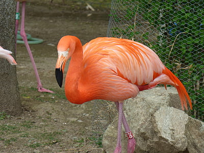 el flamenco, naturaleza, el parque zoológico, animales
