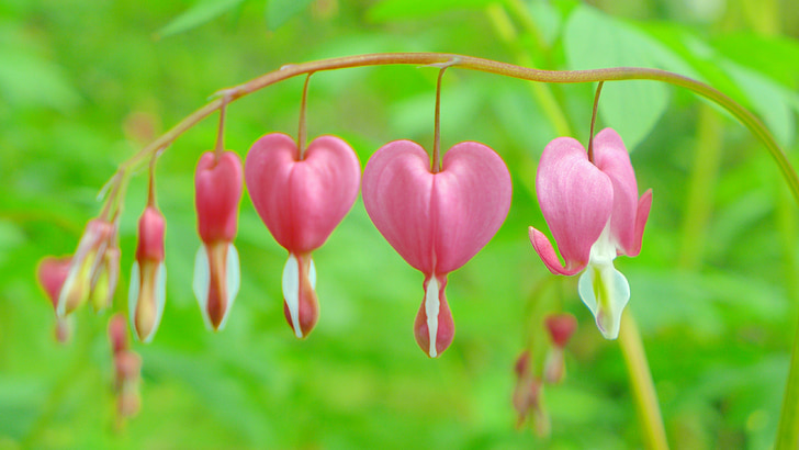 perdarahan jantung, merah muda, Blossom, mekar, jantung, berbentuk hati, tanaman hias