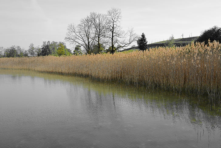 bank, nature, landscape, reed, pfäffikersee, switzerland, lake