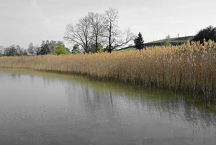 bank, nature, landscape, reed, pfäffikersee, switzerland, lake