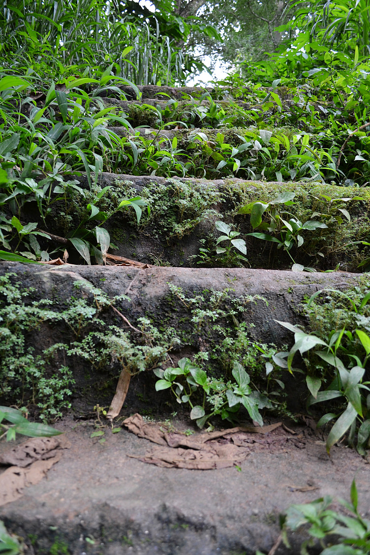 παλιά τα βήματα, ροκ βήματα, ξύλα, θάμνοι, βράχια, Σρι Λάνκα, Κεϋλάνη