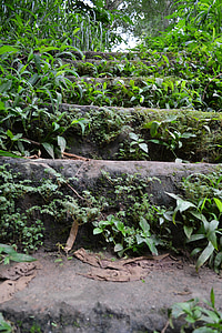 staré kroky, Rock kroky, Woods, keře, kameny, Srí lanka, Ceylon