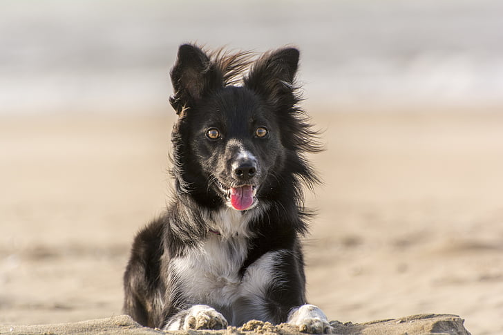 animal, cão, border collie, praia, animal de estimação, cães, cãozinho