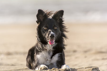 állat, kutya, határ skót juhászkutya, Beach, PET, kutyák, kutyus