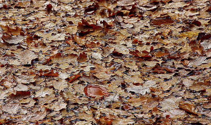 leaves, autumn, fall foliage, leaves on water