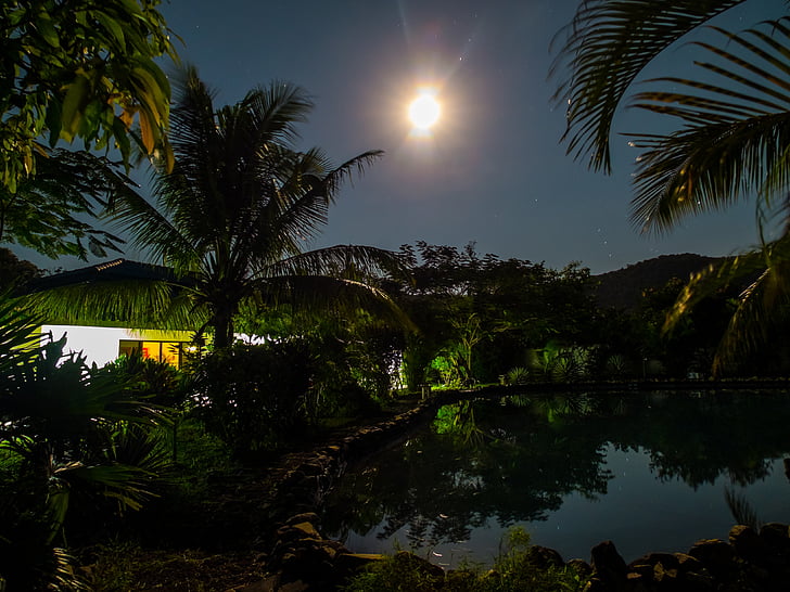 splnu noci, Domov, rybník, noc fotografiu, palmy, Príroda, tropické podnebie
