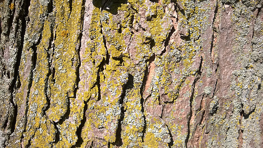 bark, tree, wood, background, maple, lichen