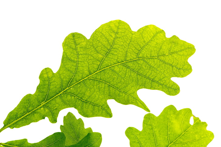 Oak leaf, zaļa, lapu koku, zaļu lapu, lapas struktūra, buchengewaechs, aizveriet