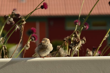 homester, bird, fence, flower, flora, musparrow, mus