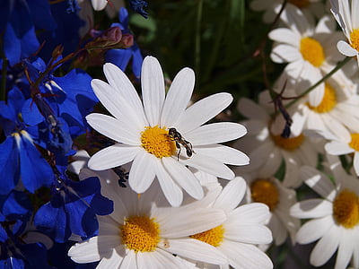 fleur, nature, fourmi margareta, plante, été, Daisy, pétale