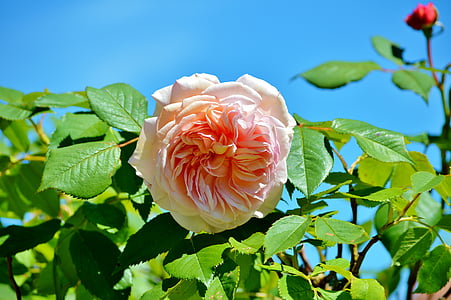 τριαντάφυλλο, Τριανταφυλλιά, λουλούδι, λουλούδια, ροζ λουλούδι, φυτό, φύση