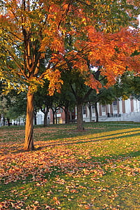 follaje, Nueva Inglaterra, otoño, hojas, caída, paisaje, Massachusetts