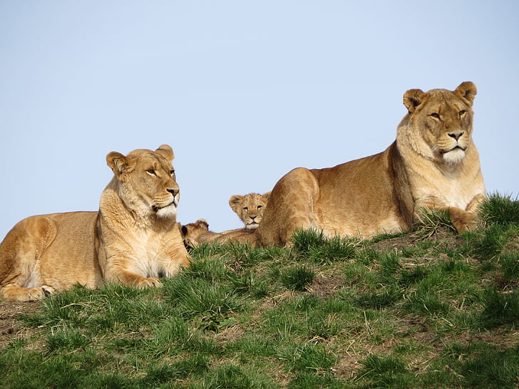 สิงโต, หนุ่ม, ลูก, สิงโต, แม่, ธรรมชาติ, สัตว์เล็ก