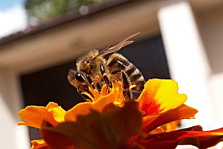 蜂, 昆虫, 蜂蜜の蜂, アフリカーナ, 花