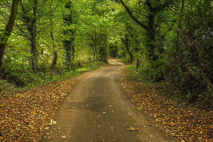 森林, 路径, 秋天, 自然, 树木, 英格兰, 道路