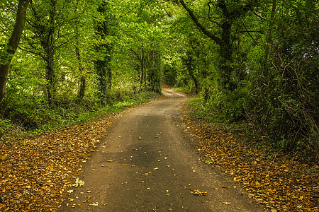 skov, sti, efterår, natur, træer, England, Road