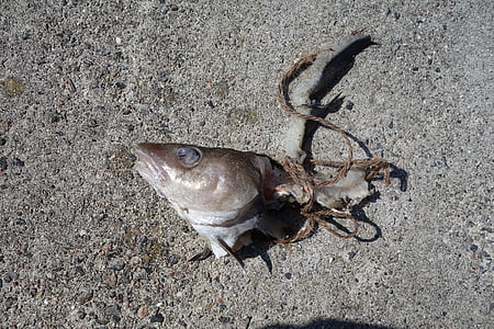fish, carcass, dead, fish head