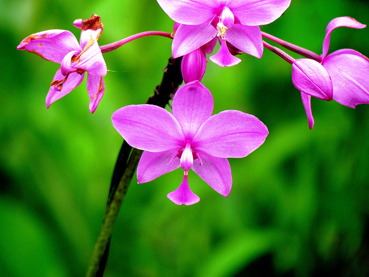Orquídea, flor, naturaleza, flora, planta, macro, floración