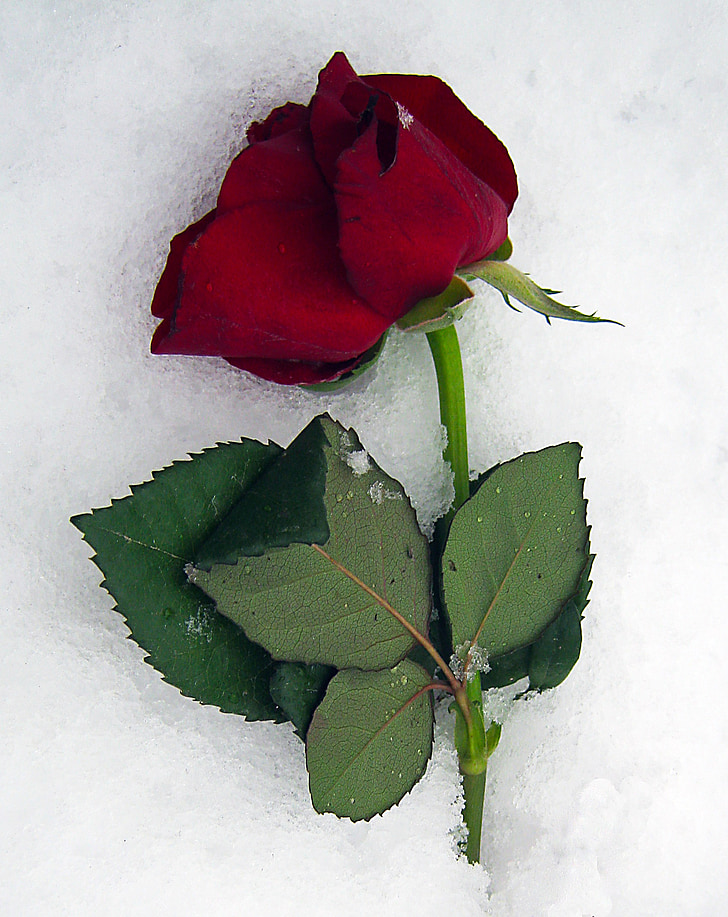 anémone blanda, roses, rouge, neige, glace, hiver, Saint-Valentin