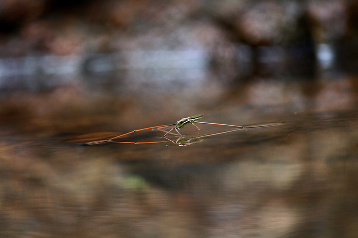 water strider, insect, water, strider, nature, pond, bug