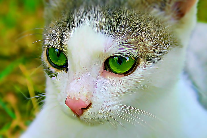 katten, øye, grønn eye, kattedyr, hår, humør, grønne øyne