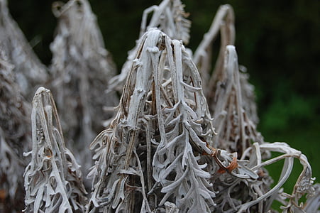 frost, coldness, garden, outdoors, the nature of the, frozen, ice