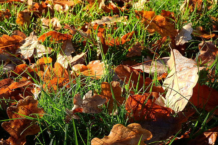 падналите листа, Есен, есента цветове, златна есен, Есенни листа, цветове, сухи листа