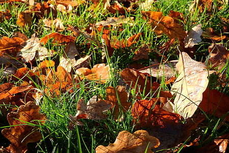 nukritusius lapus, rudenį, rudens spalvos, Auksinis ruduo, rudeniniai lapai, spalvos, Sausi lapai