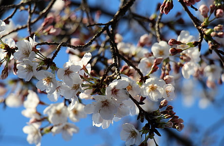 flor de cerezo, flores, primavera, Blanco, naturaleza, flor blanca, delicada