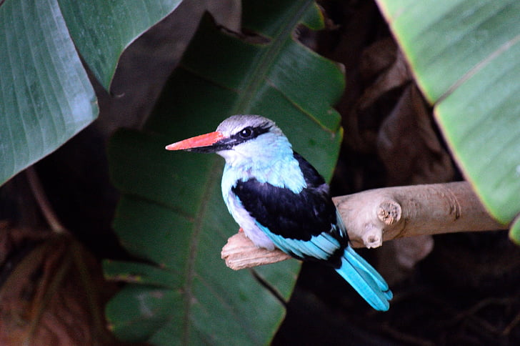 Kingfisher, eksotiski, krāsains, putns, muša, spārni, spalva