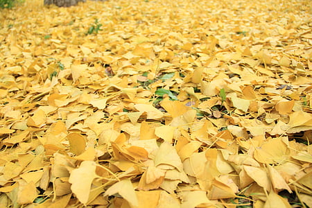 golden yellow, defoliation, autumn, ginkgo, season, color