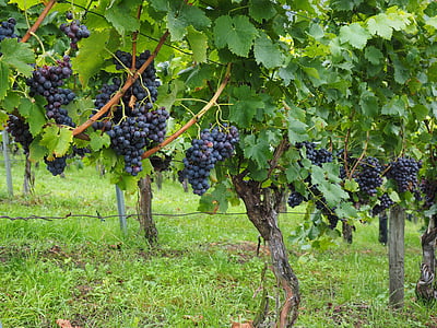 vin bær, druer, bær, blå, pods, Vines, Vitis